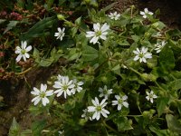 Stellaria aquatica 12, Watermuur, Saxifraga-Ed Stikvoort