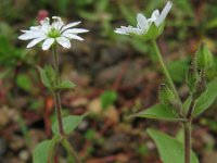 Stellaria aquatica 15, Watermuur, Saxifraga-Rutger Barendse