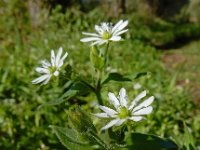 Stellaria aquatica 2, Watermuur, Saxifraga-Ed Stikvoort