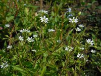 Stellaria aquatica 3, Watermuur, Saxifraga-Ed Stikvoort