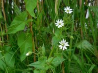 Stellaria aquatica 6, Watermuur, Saxifraga-Ed Stikvoort