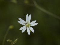 Stellaria graminea 2, Grasmuur, Saxifraga-Jan van der Straaten