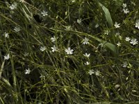 Stellaria graminea 3, Grasmuur, Saxifraga-Jan van der Straaten