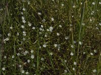 Stellaria graminea 9, Grasmuur, Saxifraga-Jan van der Straaten