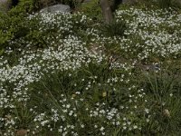 Stellaria holostea 11, Grote muur, Saxifraga-Willem van Kruijsbergen