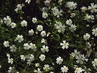 Stellaria holostea 15, Grote muur, Saxifraga-Jan van der Straaten