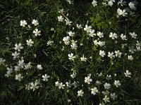 Stellaria holostea 17, Grote muur, Saxifraga-Jan van der Straaten