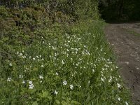 Stellaria holostea 20, Grote muur, Saxifraga-Willem van Kruijsbergen