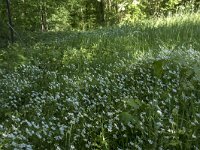 Stellaria holostea 21, Grote muur, Saxifraga-Willem van Kruijsbergen