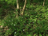 Stellaria holostea 39, Grote muur, Saxifraga-Hans Boll