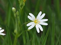 Stellaria holostea 51, Grote muur, Saxifraga-Hans Dekker