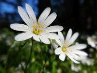 Stellaria holostea 52, Grote muur, Saxifraga-Ed Stikvoort