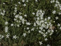 Stellaria holostea 7, Grote muur, Saxifraga-Willem van Kruijsbergen