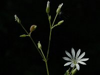 Stellaria nemorum ssp montana 2, Saxifraga-Marijke Verhagen