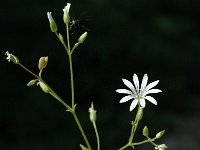 Stellaria nemorum ssp montana 4, Saxifraga-Marijke Verhagen