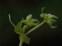 Stellaria pallida 1, Duinvogelmuur, Saxifraga-Jan van der Straaten