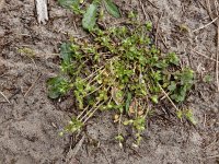 Stellaria pallida 10, Duinvogelmuur, Saxifraga-Ed Stikvoort