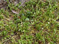 Stellaria pallida 11, Duinvogelmuur, Saxifraga-Ed Stikvoort