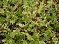 Stellaria pallida 12, Duinvogelmuur, Saxifraga-Ed Stikvoort