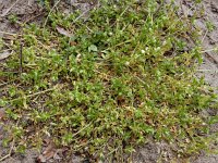 Stellaria pallida 13, Duinvogelmuur, Saxifraga-Ed Stikvoort