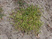 Stellaria pallida 14, Duinvogelmuur, Saxifraga-Ed Stikvoort