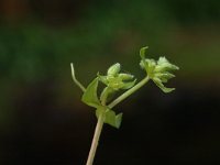 Stellaria pallida 2, Duinvogelmuur, Saxifraga-Jan van der Straaten