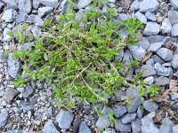 Stellaria pallida 4, Duinvogelmuur, Saxifraga-Rutger Barendse