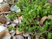 Stellaria pallida 5, Duinvogelmuur, Saxifraga-Ed Stikvoort