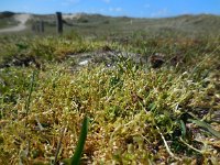 Stellaria pallida 6, Duinvogelmuur, Saxifraga-Ed Stikvoort