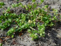 Stellaria pallida 7, Duinvogelmuur, Saxifraga-Ed Stikvoort