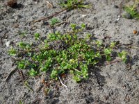 Stellaria pallida 8, Duinvogelmuur, Saxifraga-Ed Stikvoort