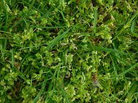 Stellaria pallida 9, Duinvogelmuur, Saxifraga-Ed Stikvoort