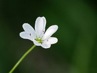 Stellaria palustris 5, Zeegroene muur, Saxifraga-Hans Dekker