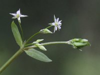 Stellaria uliginosa, Bog Stitchwort