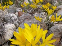 Sternbergia lutea 19, Saxifraga-Ed Stikvoort