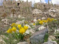 Sternbergia lutea 22, Saxifraga-Ed Stikvoort