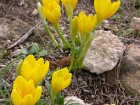 Sternbergia lutea 23, Saxifraga-Ed Stikvoort