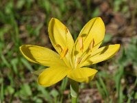 Sternbergia lutea 25, Saxifraga-Sonja Bouwman  Herfstnarcis - Sternbergia lutea - Amaryllidaceae familie