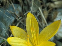 Sternbergia lutea 28, Saxifraga-Jan van der Straaten