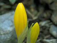 Sternbergia lutea 31, Saxifraga-Jan van der Straaten