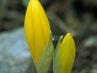 Sternbergia lutea 32, Saxifraga-Jan van der Straaten