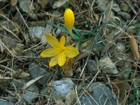 Sternbergia lutea 34, Saxifraga-Jan van der Straaten