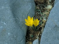 Sternbergia lutea 36, Saxifraga-Jan van der Straaten