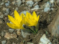 Sternbergia lutea 37, Saxifraga-Jan van der Straaten