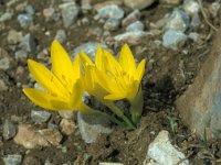 Sternbergia lutea 38, Saxifraga-Jan van der Straaten