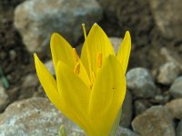 Sternbergia lutea 39, Saxifraga-Jan van der Straaten