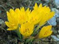 Sternbergia lutea 41, Saxifraga-Jan van der Straaten