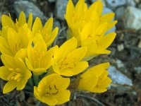 Sternbergia lutea 42, Saxifraga-Jan van der Straaten