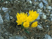 Sternbergia lutea 43, Saxifraga-Jan van der Straaten