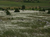 Stipa pennata, Feather-grass